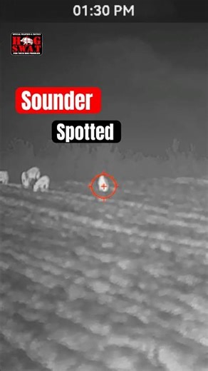 Guided hog hunting in Georgia