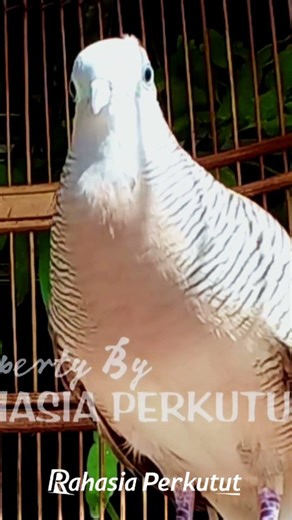 Zebra Dove Calls – Calming Bird Relaxing 77 | #birds #birdsounds #birdsong #animalsongs