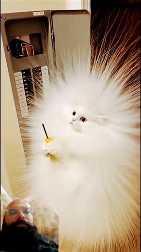 cats doing creazy things| #funnyanimals #animals #animalshorts