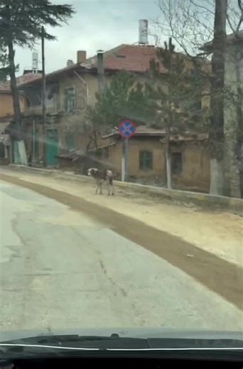 Logan the Blind Dog: A Heartwarming Rescue Story