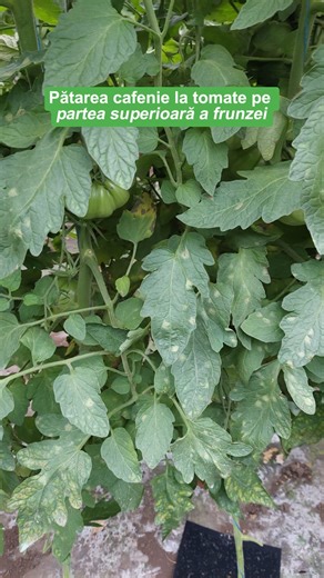 50K views · 30 reactions | Descoperă cum poți gestiona eficient pătarea cafenie la tomate!  Simptomele, vizibile pe ambele părți ale frunzei, pot fi cauzate de diverse factori, inclusiv stresul hidric, deficiențele nutriționale sau boli fungice precum Phytophthora infestans. Acum că știi mai multe despre această boală, este esențial să alegi tratamentul corespunzător pentru sănătatea plantelor tale. #Boli #Tomate #PatareaCafenie #BASF | BASF Agricultural Solutions | Facebook
