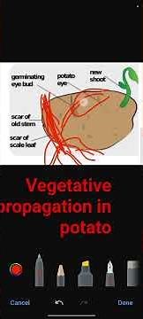 vegetative propagation in potato asexual reproduction in plants
