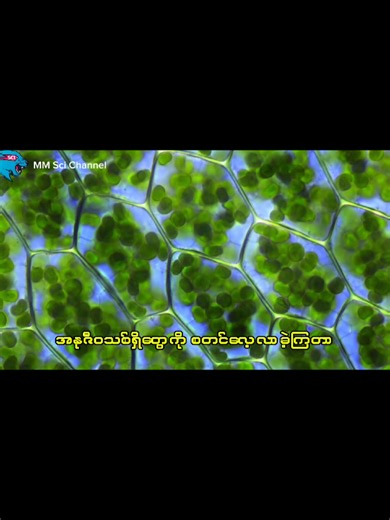 သမုဒ္ဒရာက အောက်ဆီဂျင် ၇၅% တကယ်ပေးသလား? #mmscichannel #သမုဒ္ဒရာ #အောက်ဆီဂျင် သိပ္ပံဗဟုသုတ