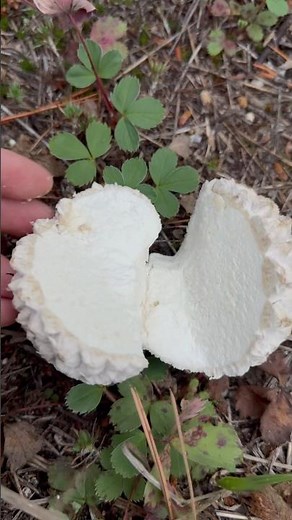 Identify a Puffball Mushroom
