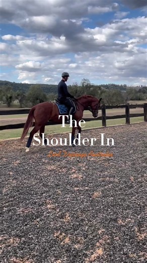 Training a Young Horse in Dressage: Shoulder In Technique