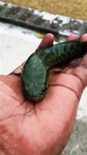 👉Rare Monster Face Fish ka shocking moment‼️😱✅#shorts #shortvideo #yutubeshorts #youtube