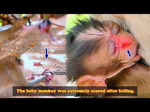 The little monkey fell from a high place, it was extremely scared and dizzy.