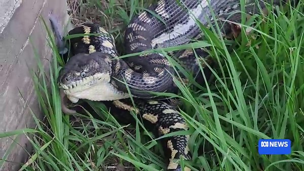 Ipswich snake catchers were called out to move a snake that was eating a possum.