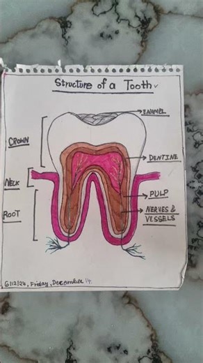 #structure of a tooth #drawing #diagram