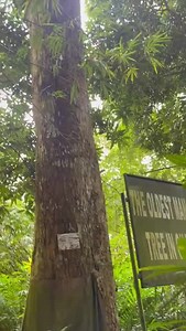 Assin Praso’s 340 year-old mango tree is the oldest in West Africa and still fruitful https://www.graphic.com.gh/news/general-news/assin-praso-s-340-year-old-mango-tree-is-the-oldest-in-west-africa-and-still-fruitful.html | Daily Graphic