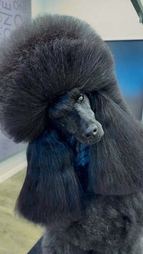 1.4M views · 90 reactions | Am I just too cute to handle? 殺 @yulia.marenkova_stylistdog #thepoodlesworld #poodle #standardpoodle #royalpoodle #poodlehair #poodlegrooming #poodlegroomer #poodlestyle #spoo | Poodles World | Facebook