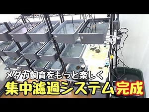 集中濾過システム完成！めだかに良い環境になりました【メダカ】