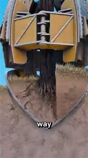 In America, this tool can move large trees perfectly #uniquefacts
