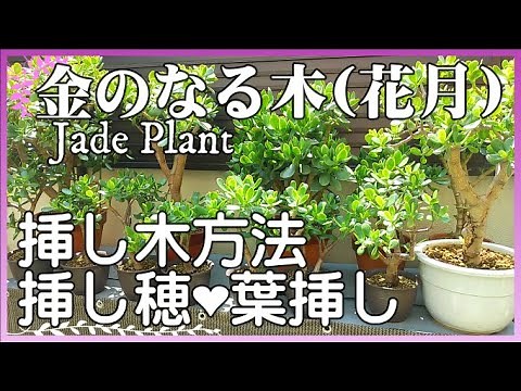 【Jade Plant ♣ Crassula ovata cuttage】♥ 金のなる木の挿し木♠ 金のなる木の増やし方♥金のなる木 挿し穂と葉挿し【植物日記 ♣11♣】「花月」「成金草」