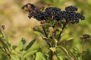 Arbustes à baies toxiques : 5 à éviter absolument !