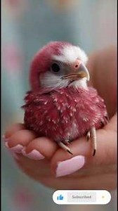 Tiny Ruby Eagle on My Hand 🦅❤️✨ (Majestic Mini Bird!)