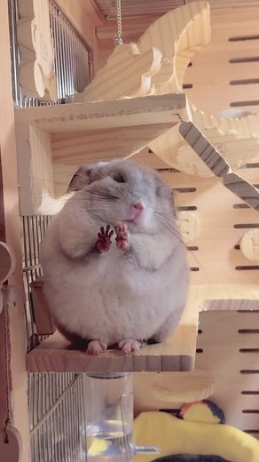 Chinchilla Care Tips for Adorable Pets