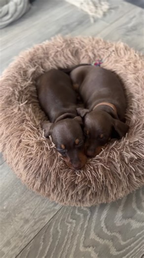Cute Dachshund Puppies at 7 Weeks Old
