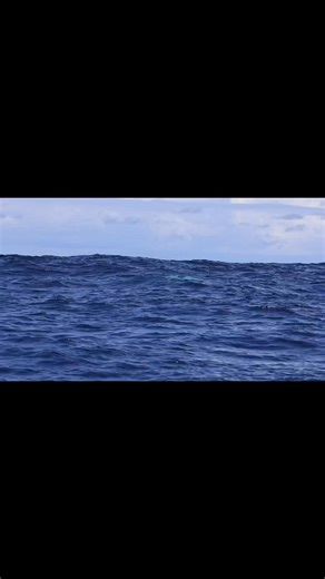 From our midday cruise today #humpbackwhales #humpback #whale #whalewatching #sydneyaustralia | Whale Watching Sydney