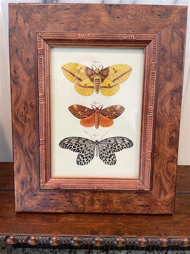 Vintage Maple Frame With Butterfly Print - Etsy