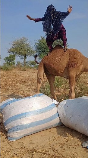 واو، ما هي الموهبة التي تمتلكها هذه الفتاة، ما هي القفزة الكبيرة التي حققتها على الجمل.