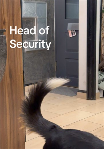 The Guardian of the House: Meet Our Protective Border Collie