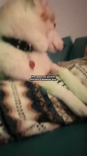 Storm_theassistancehusky_ (@storm_theassistancehusky)’s videos with Eulogy by Zach Bryan - Zach Bryan Snippets