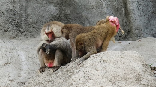 Monkeys, Baboons, Hamadryas Baboons. Free Stock Video