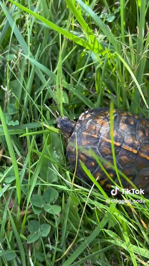 Box Turtle Care: Essential Tips for a Healthy Shell