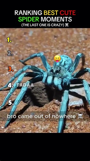 These Spiders Are So Cute 🥰