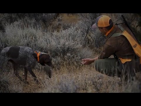 Chukar Hunting is All for the Birddog
