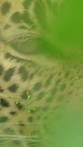 4.1K views · 55 reactions | We are going on safari! 鸞女 EcoTraining field guide students enjoy spectacular wildlife sightings of zebras, elephants, lions, and many bird species. These hands-on bush experiences make for great learning opportunities. Learn more about our short wildlife courses HERE: https://ow.ly/OEh650VsbBp | EcoTraining | Facebook