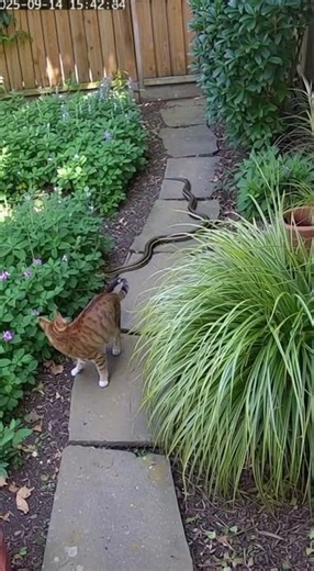 Curious Cat Encounters a Snake in the Garden 🐱🐍 | Unexpected Animal Moment