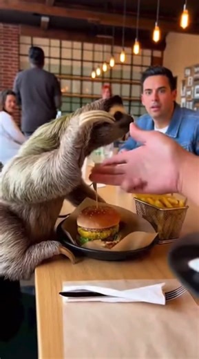 Sloth hits a dance move#sloth #funny #viral #fyp #donaldtrump #isreal #india #tokyo #venezuela