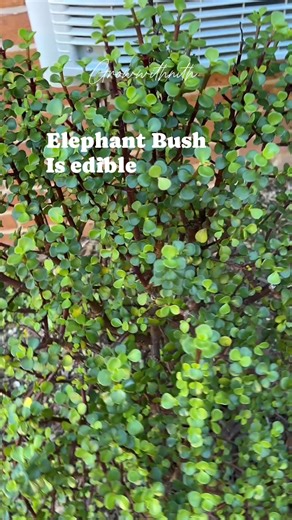Elephant bush (Portulacaria afra) is known by several other names, including spekboom, dwarf jade, porkbush, elephant food, and money tree. It’s edible, the leaves containing a sour, lemony flavor that can be added to salads and soups. #vegetables #edible #homegrown #gardening #fblifestyle | Growwithnith