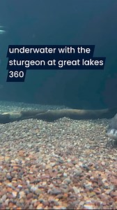 2.1K views · 13 reactions | Have you experienced the sturgeon touch pool at Great Lakes 360? | Aquarium of Niagara | Facebook