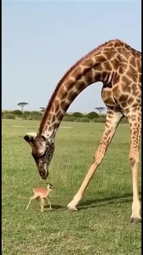 Giraffe Meets Fawn: A Gentle Encounter Watch a giraffe's gentle curiosity as it meets a tiny fawn in the wild. #fblifestyle #AI Generated using Kling AI . . . (For entertainment purposes only. Consult professionals if guidance on activities is presented. No brand affiliation is implied if any are shown. If inspired by true events, creative adaptations may be included. Content may include public footage.) | Fabiosa UK
