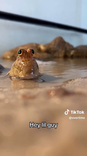 Funny Moments with a Silly Mudskipper