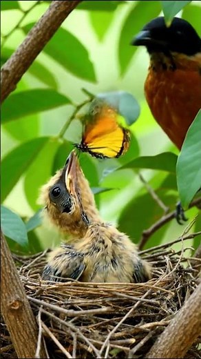 African Baby Birds Hatching in Their Nest | Incredible 4K Wildlife Birth