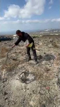 Ιδανική εφαρμογή για σωστή ανάπτυξη σε αμπελώνα Ασύρτικο στη Σαντορίνη