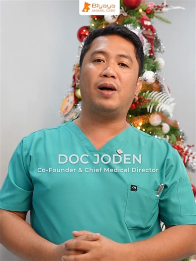 Maganda nga, pero SAFE ba ito para sa ating mga fur babies? Anu-ano nga ba ang mga dekorasyon na maaaring makasama sa ating mga fur babies ngayong holiday season? Alamin ang mga ito sa tulong ni Doc Joden, para manatiling ligtas at masaya ang ating mga selebrasyon! Visit biyaya.ph to know more about us 🐾 Follow The Biyaya Animal Care Foundation to donate, volunteer, partner, or collaborate. You may also reach out to: 💌 info@biyaya.ph 📞 639178589555 (Viber, Telegram, Whatsapp) For emergency ca