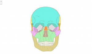 Ossos do crânio humano, vista frontal (Fácil) Jogo do corpo humano. Quebra-cabeça