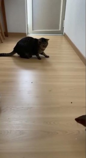 Cat vs Mongoose - Epic Backflip Defense!