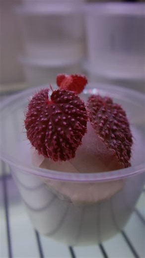 Laur on Instagram: "My chungus explants disappointed me but I ended up with a lot of plants anyways #tissueculture"