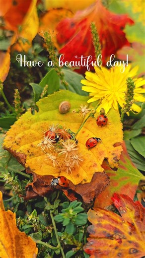 Ladybugs can regulate their body temperature by changing their posture and color exposure, absorbing more or less sunlight depending on their needs. In this video I captured several ladybugs resting on autumn leaves, exploring bright yellow and orange petals in a slow, peaceful rhythm. Macro details highlight their tiny steps, the rich plant textures, and the calm beauty of this little ecosystem. #ladybug #macro #nature_of_our_world | juli.o.key