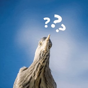 70 reactions · 6 comments | Are you ready for another live RSPB quiz?! We've got guest host Miranda Krestovnikoff asking the questions at 7pm on Friday - and this time it's for grown ups! | RSPB | Facebook