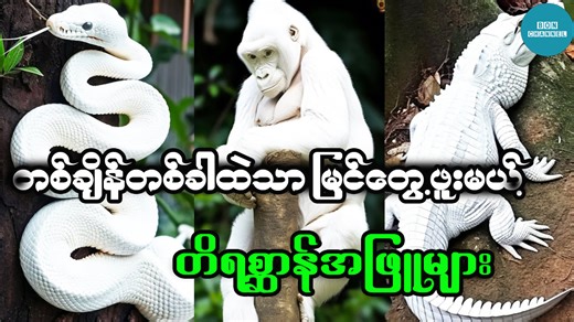 401K views · 10K reactions | တစ်ချိန်တစ်ခါထဲသာ မြင်တွေ့ဖူးမယ့် တိရစ္ဆာန်အဖြူများ #BONChannel #BON #AlbinoAnimals | BON Channel | Facebook