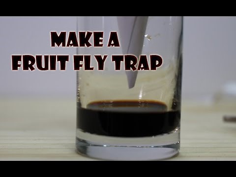 How to Catch Fruit Flies - Life Hack