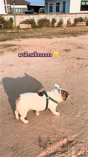 Here we go again! 🤨 #shorts #viral #viralvideo #video #funny #pets #pets