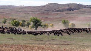 1M views · 15K reactions | Custer State Park Buffalo Roundup - Sept...